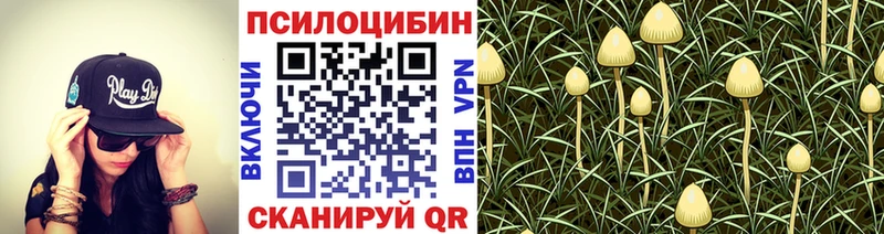 blacksprut зеркало  цена наркотик  Гусиноозёрск  Псилоцибиновые грибы Psilocybe 